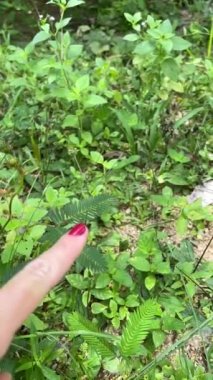 Bir mimoza bitkisine yavaş çekimde dokun
