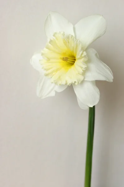 Narciso blanco — Foto de Stock