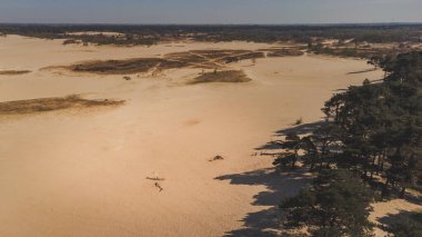 Udenhout Hollanda 'daki Ulusal Park de Loonse en Drunense Duinen. Çöl güneşli, güneşli bir gün