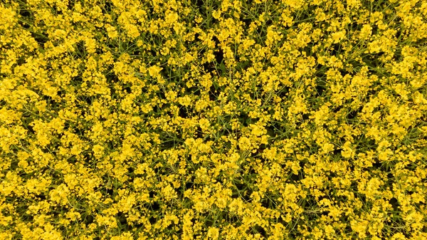 黄色の開花菜の花畑の空中ビュー 田舎の風景 ヨーロッパ旅行 ドローン写真 — ストック写真