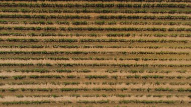 Slovenia wine road. Travel in Europe.