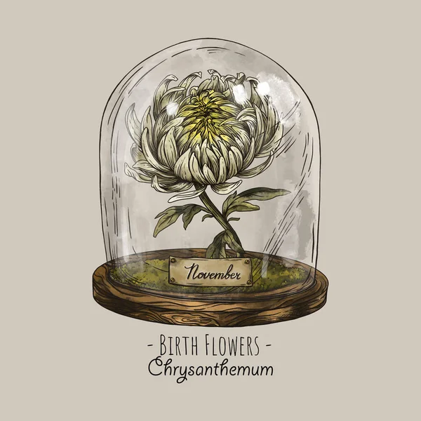 Vintage hand drawn birth month flowers, Chrysanthemum flower, November magic floral illustration, green witch plants