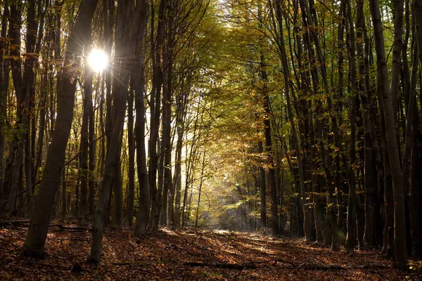 Осінній Ліс Осіннє Листя Падають Природа Ліс Сонячним Світлом Вулиці Стокова Картинка