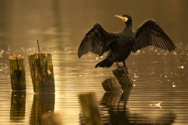 Daldaki büyük karabatak, Phalacrocorax karbo.