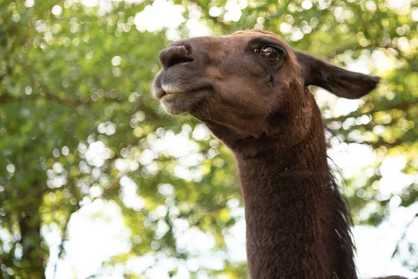 Closeup Shot Brown Llama Head Green Field — Stock Photo, Image