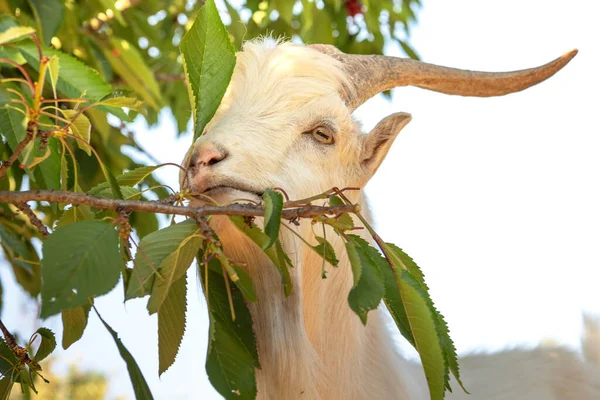 Beyaz Keçi Ağaçtan Yaprak Yiyor — Stok fotoğraf