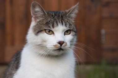 Tekir kedi bahçede uzanıyor ve dinleniyor.