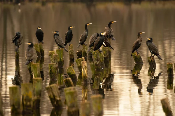 Great Cormorants Branches Lake Dawn Phalacrocorax Carbo Lake Dert Tata — ストック写真