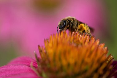 Bahçedeki pembe ekinezya çiçeğini yiyen eşekarısı.
