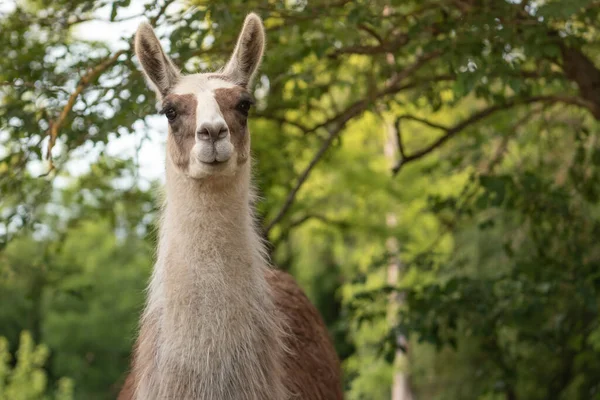 Closeup Shot White Llama Head Green Field — Stock Photo, Image