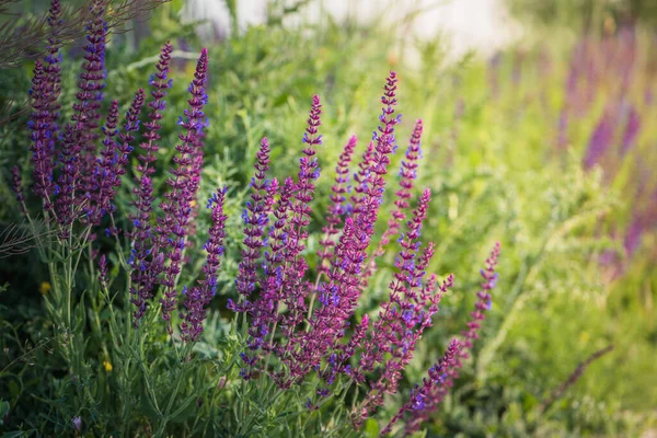 Fioletowa Szałwia Łąkowa Kwitnąca Salvia Pratensis — Zdjęcie stockowe