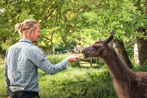 Blond Man Feeding Brown Llama — Stok fotoğraf