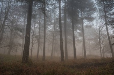 Sicilya, İtalya ormanlarında soğuk sisli bir sabah