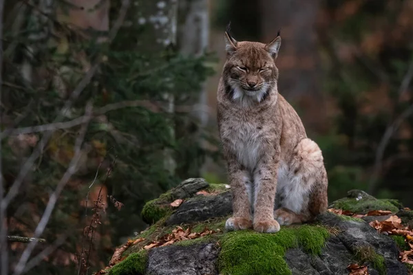 Lynx Rock Bavarian Forest National Park Germany — Fotografia de Stock