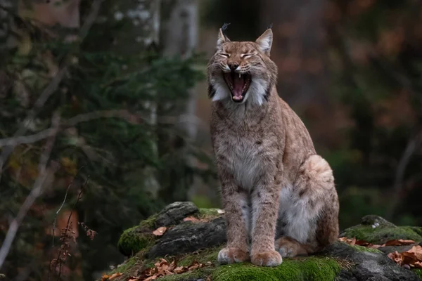 Lynx Rock Bavarian Forest National Park Germany — Stockfoto