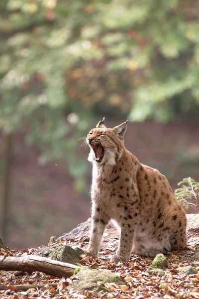 Lynx Rock Bavarian Forest National Park Germany — 图库照片