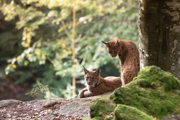 Lynx Rock Bavarian Forest National Park Germany — 图库照片
