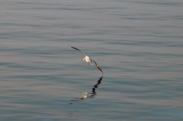 Seagull on a lake — Stock Photo, Image