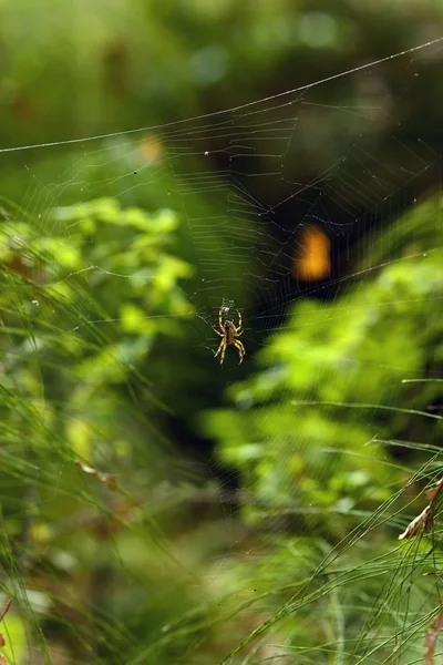 Aranha — Fotografia de Stock