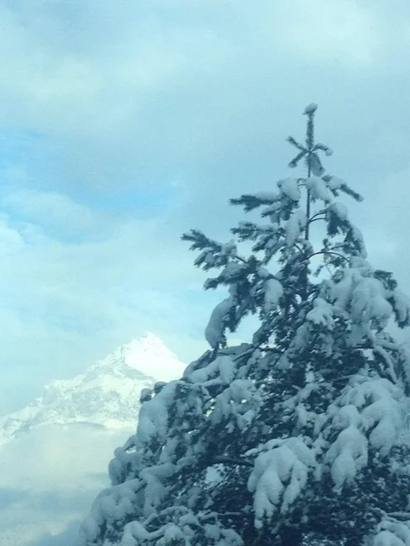 Tree e mountain snow swiss europe — Stock Photo, Image