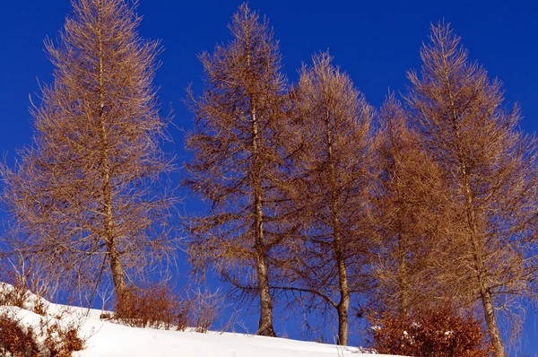 Winter mountain scenery landscape italy snow — Stock Photo, Image