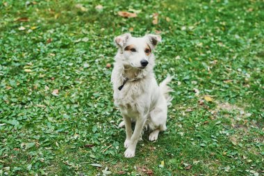 Yeşil çimlerin üzerinde beyaz köpek. Evsiz hayvanların korunma günü. Köpek barınağı. Veteriner kliniği ve veteriner tıbbı