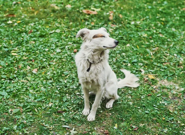 白色的杂种流浪狗在绿草上 保护无家可归动物日 兽医诊所和兽医 — 图库照片