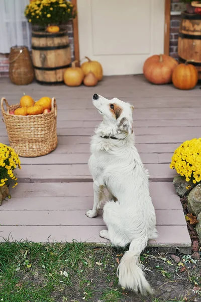 Sonbahar Hasat Terası Arka Planı Cadılar Bayramı Köpek Eve Yakın — Stok fotoğraf