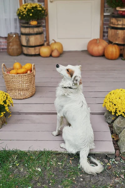 Fondo Terraza Cosecha Otoño Halloween Perro Está Cerca Casa Calabazas —  Fotos de Stock