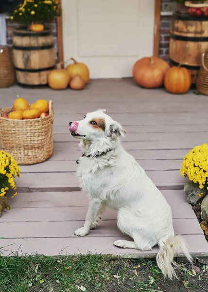 Sonbahar Hasat Terası Arka Planı Cadılar Bayramı Köpek Eve Yakın — Stok fotoğraf