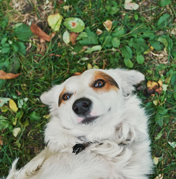 Λευκό Αδέσποτο Σκυλί Πράσινο Γρασίδι Ημέρα Προστασίας Των Αστέγων Ζώων — Φωτογραφία Αρχείου