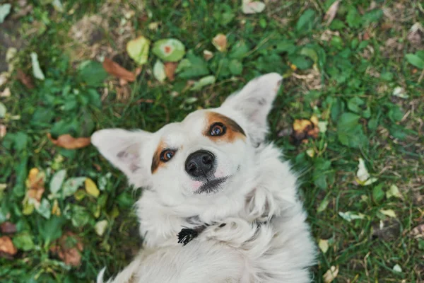 Cão Sem Abrigo Rafeiro Branco Relva Verde Dia Proteção Animais — Fotografia de Stock