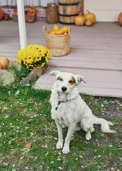 Φθινοπωρινή Βεράντα Συγκομιδή Φόντο Απόκριες Σκύλος Είναι Κοντά Στο Σπίτι — Φωτογραφία Αρχείου