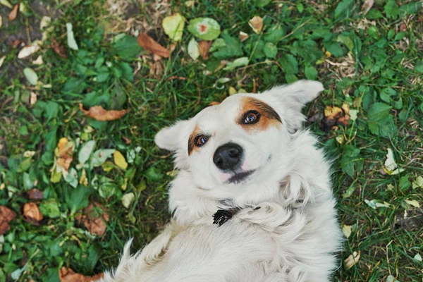 Yeşil Çimlerin Üzerinde Beyaz Köpek Evsiz Hayvanların Korunma Günü Köpek — Stok fotoğraf
