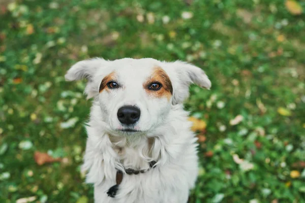 Λευκό Αδέσποτο Σκυλί Πράσινο Γρασίδι Ημέρα Προστασίας Των Αστέγων Ζώων — Φωτογραφία Αρχείου