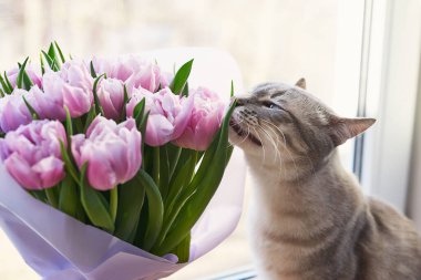 Bir buket lale çiçekli kedi. Anneler günü için kartpostal. İyi ki doğdun şablonu! Bahar arkaplanı.