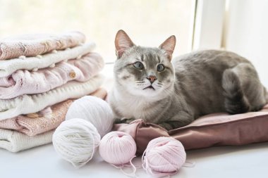 Cat, stack of knitted clothes and balls of yarn, knitting needles, accessories for knitting. Baby clothes. Needlework, hobby, knitting, handwork