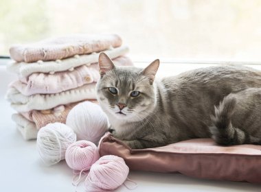 Cat, stack of knitted clothes and balls of yarn, knitting needles, accessories for knitting. Baby clothes. Needlework, hobby, knitting, handwork