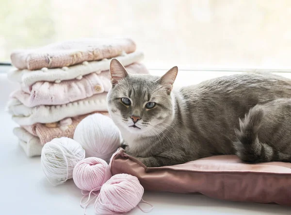 Kedi, örgü giysiler, iplik yumakları, örgü şişleri, örmek için aksesuarlar. Bebek kıyafetleri. İğne, hobi, örgü, el işi.