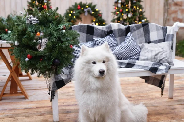 Χριστουγεννιάτικο Σκυλί Εξωτερική Διακόσμηση Φόντου Γιορτή Πρωτοχρονιάς Και Χριστουγέννων Χειμερινές — Φωτογραφία Αρχείου