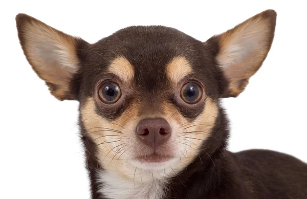 Chihuahua dog — Stock Photo, Image