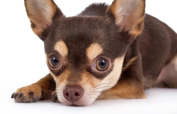 Chihuahua dog — Stock Photo, Image