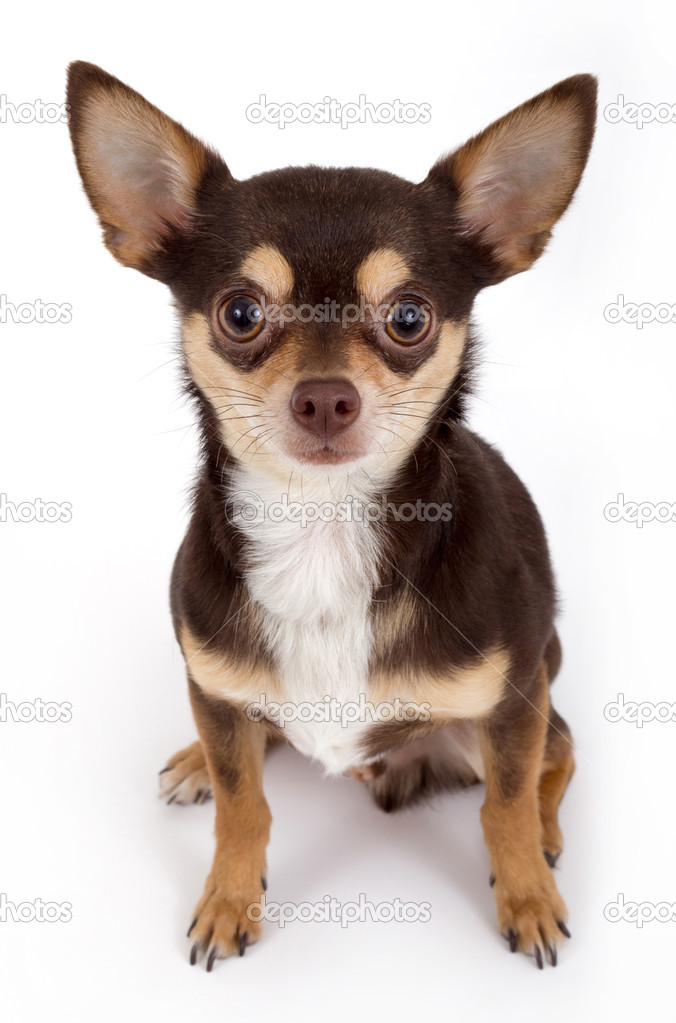 Chihuahua dog Stock Photo by ©Juliedeshaies 21887103