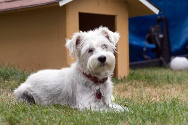 Beyaz schnauzer köpek