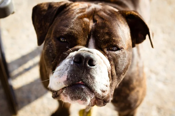 İngilizce Bulldog — Stok fotoğraf