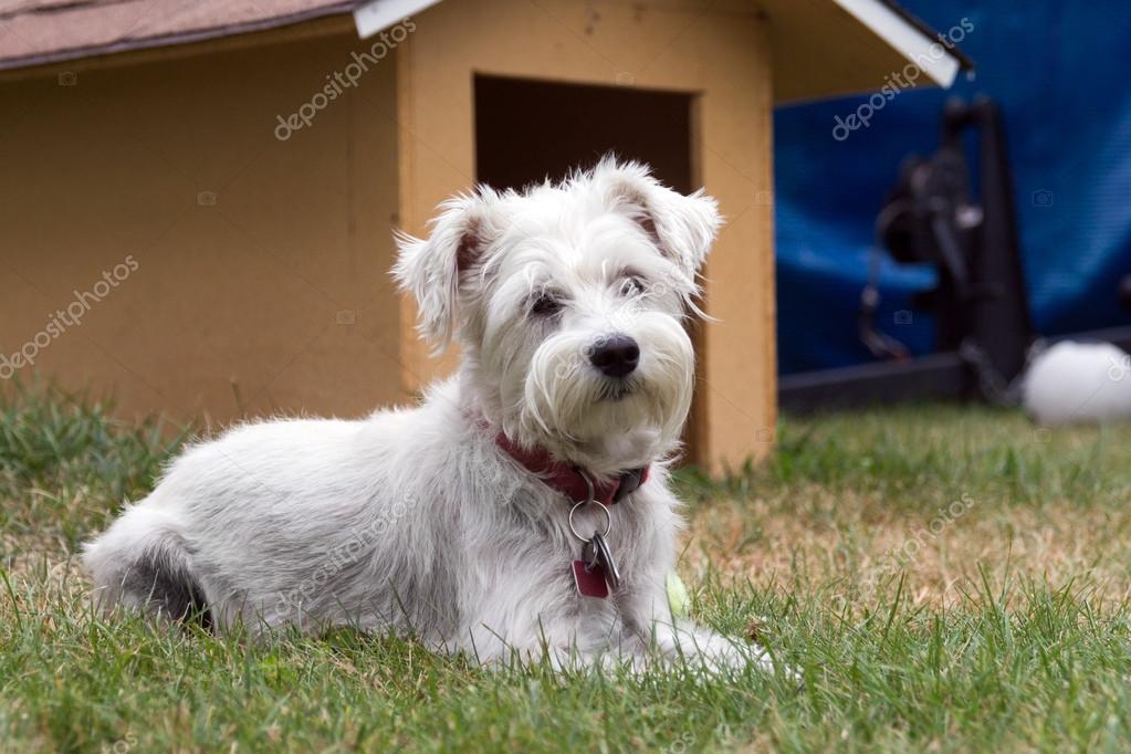 Perro Schnauzer Blanco Perro Schnauzer Blanco