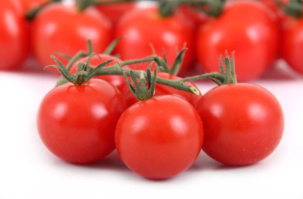 Cherry tomaat wijnstokken — Stockfoto