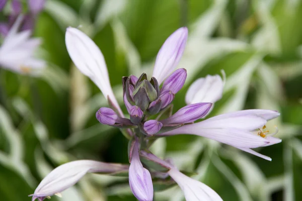 Hosta blomma — Stockfoto