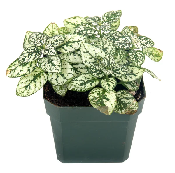 Polka-dot plant hypoestes — Stock Photo, Image