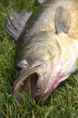 walleye üzerinde çim yakın çekim